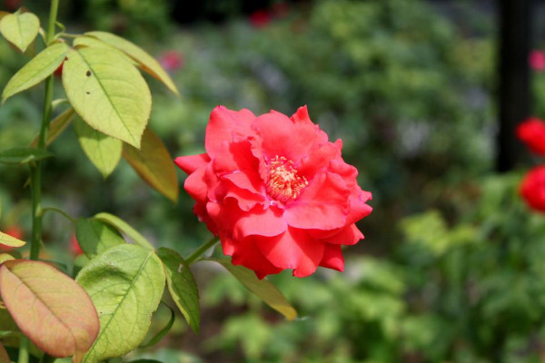 五月開什麼花