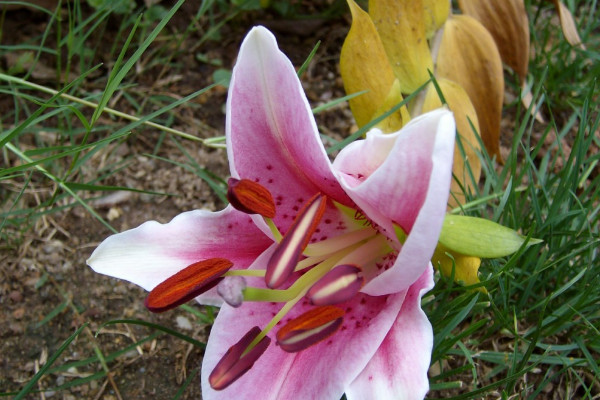 百合花的花語和寓意