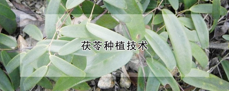 茯苓種植技術