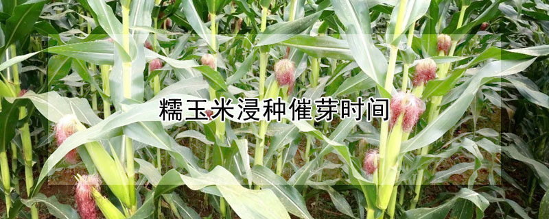 糯玉米浸種催芽時間