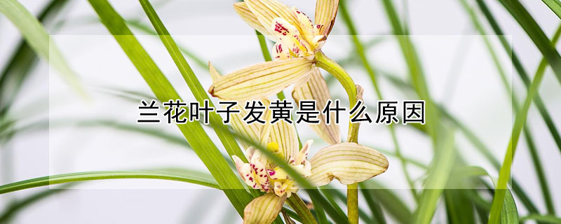 蘭花葉子發黃是什麼原因