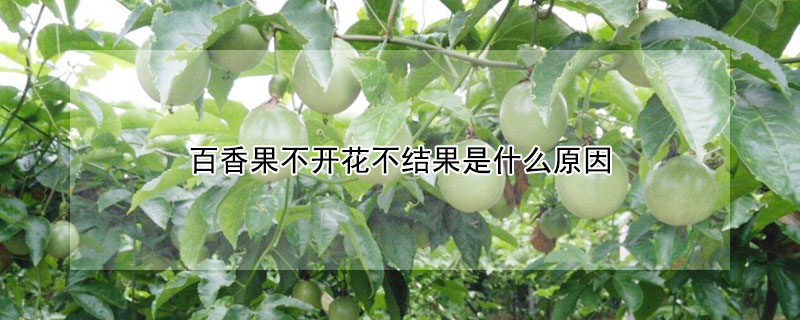 百香果不開花不結果是什麼原因