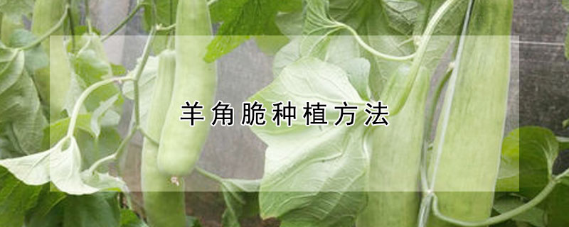 羊角脆種植方法