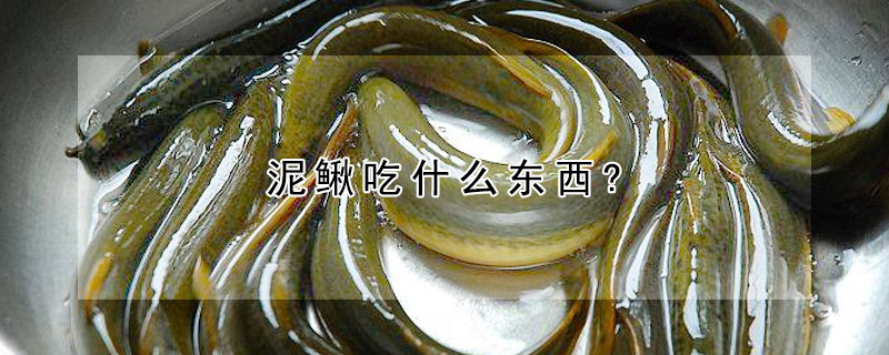 泥鰍吃什麼東西?