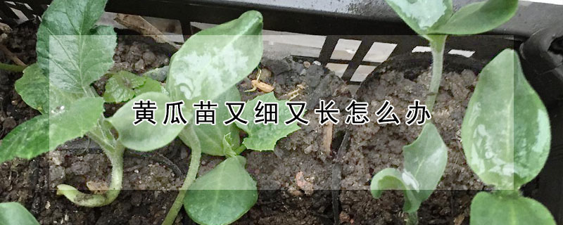 黃瓜苗又細又長怎麼辦