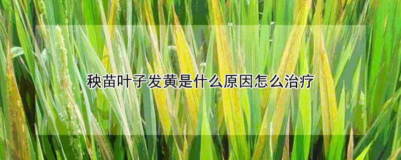 秧苗葉子發黃是什麼原因怎麼治療