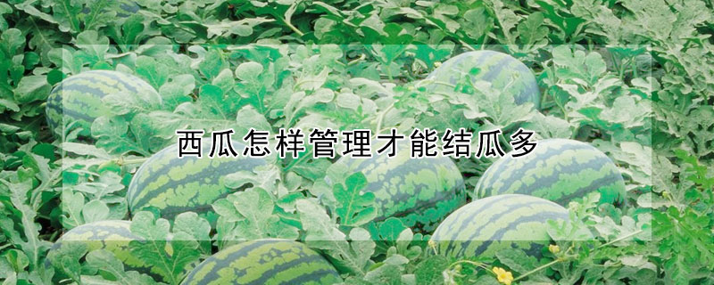 西瓜怎樣管理才能結瓜多