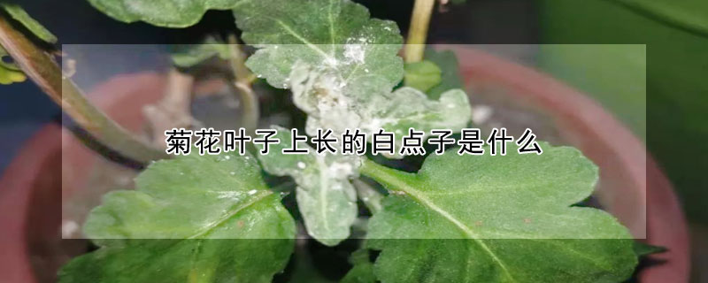 菊花葉子上長的白點子是什麼