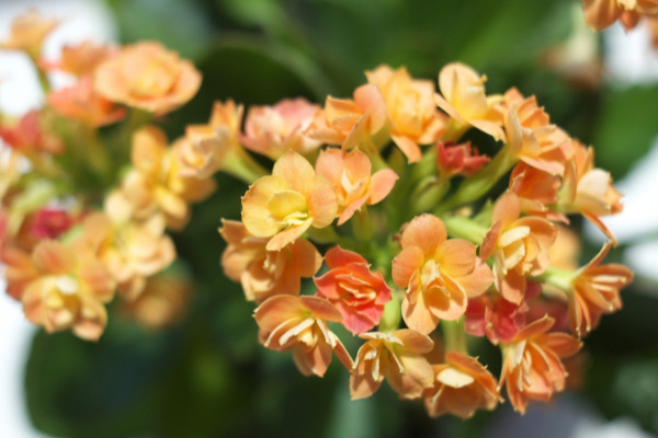 長壽花開完後怎麼辦