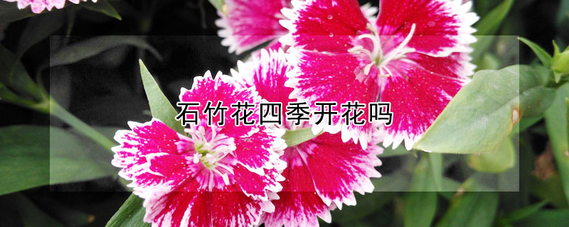 石竹花四季開花嗎