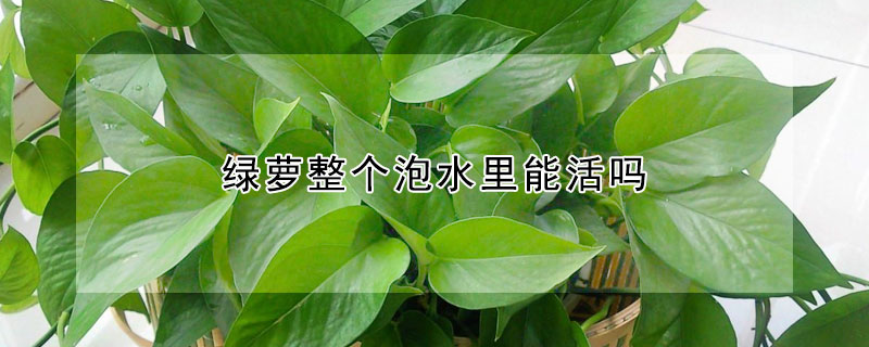 綠蘿整個泡水裏能活嗎