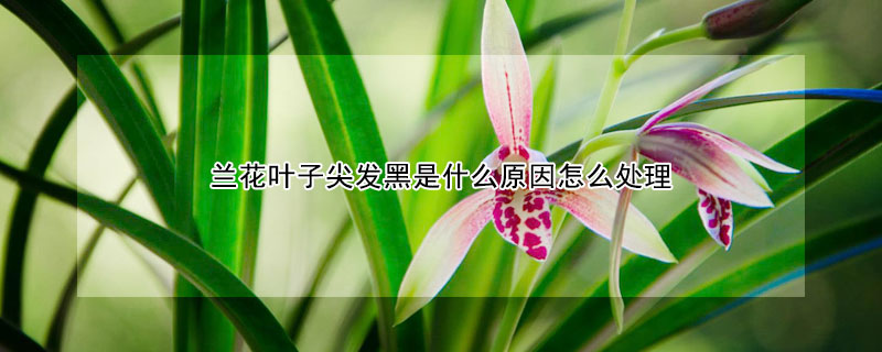 蘭花葉子尖發黑是什麼原因怎麼處理