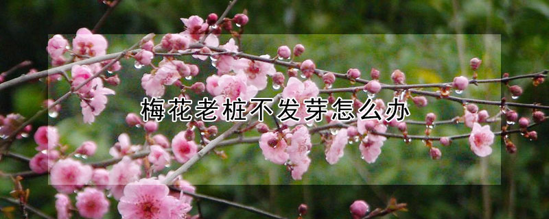 梅花老樁不發芽怎麼辦