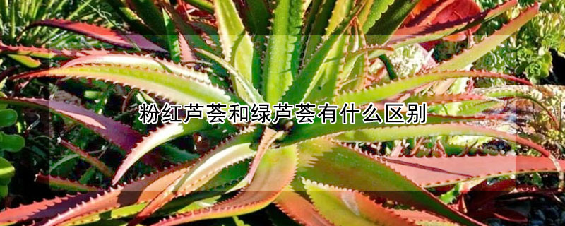 粉紅蘆薈和綠蘆薈有什麼區別