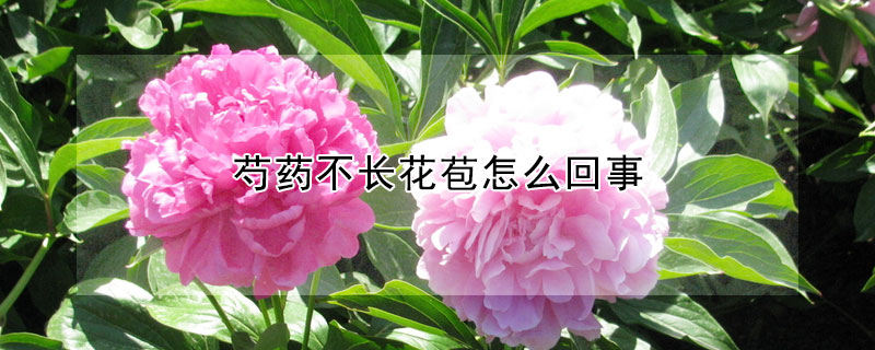 芍藥不長花苞怎麼回事