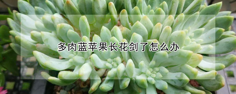 多肉藍蘋果長花劍了怎麼辦