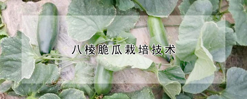 八棱脆瓜栽培技術