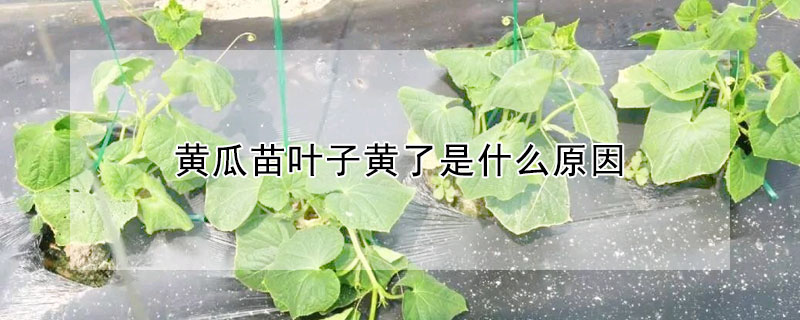 黃瓜苗葉子黃了是什麼原因