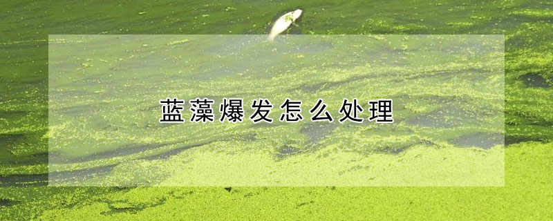 藍藻爆發怎麼處理