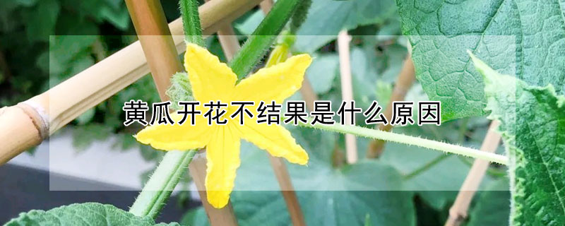 黃瓜開花不結果是什麼原因