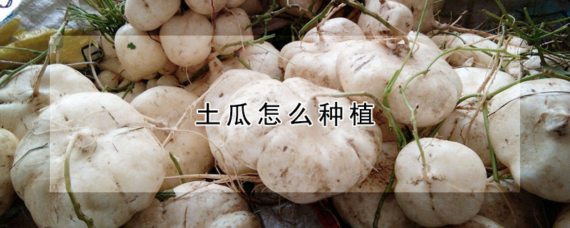 土瓜怎麼種植