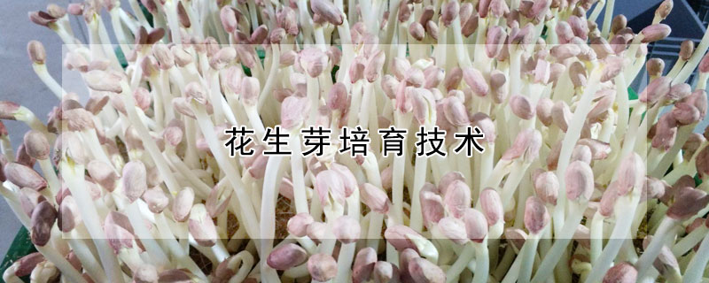 花生芽培育技術