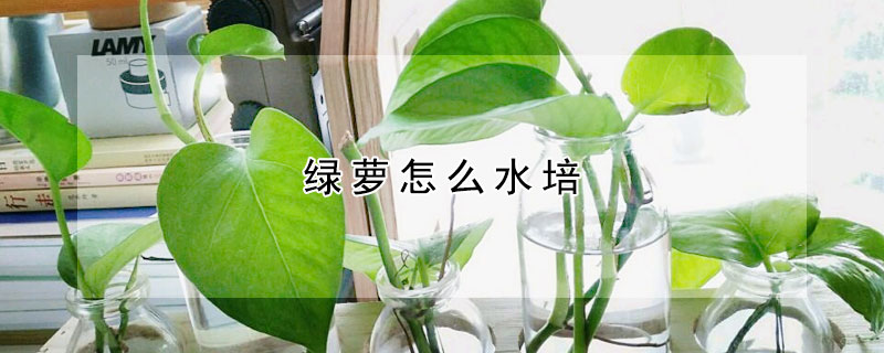 綠蘿怎麼水培