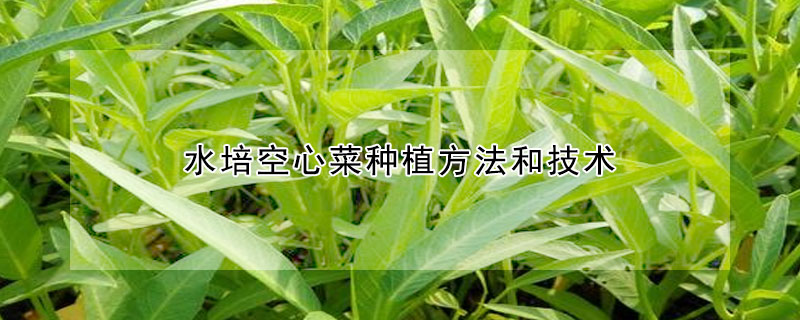 水培空心菜種植方法和技術