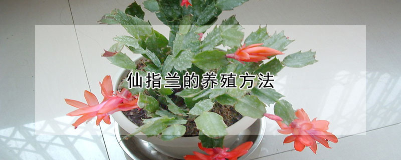 仙指蘭的養殖方法