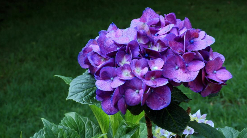 繡球花什麼時候開花