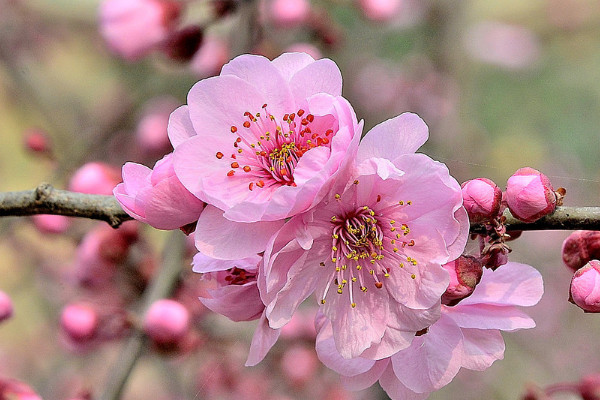 櫻花的花語