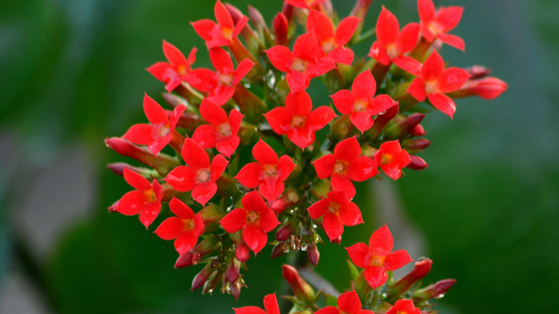 長壽花怎麼養才開花