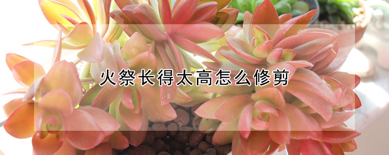 火祭長得太高怎麼修剪