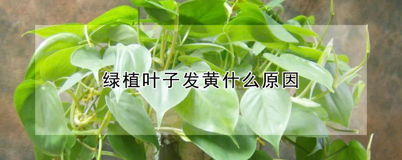 綠植葉子發黃什麼原因