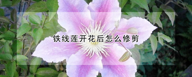 鐵線蓮開花後怎麼修剪