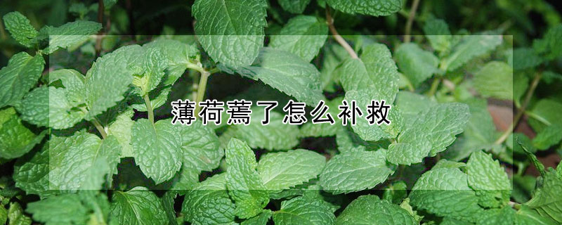 薄荷蔫了怎麼補救