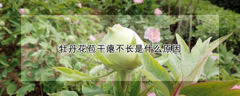 牡丹花苞幹癟不長是什麼原因