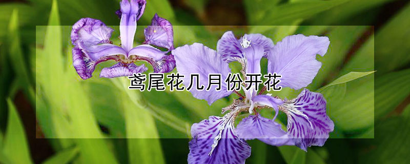 鳶尾花幾月份開花