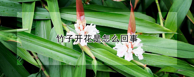 竹子開花是怎麼回事