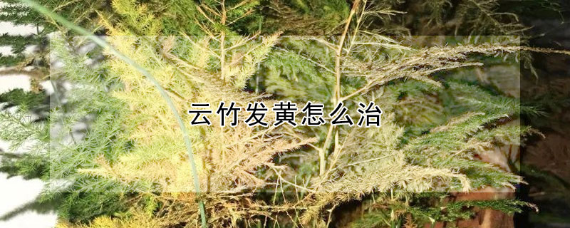 雲竹發黃怎麼治