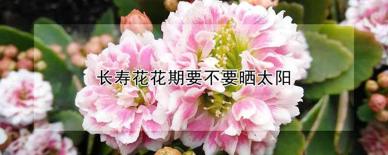 長壽花花期要不要曬太陽