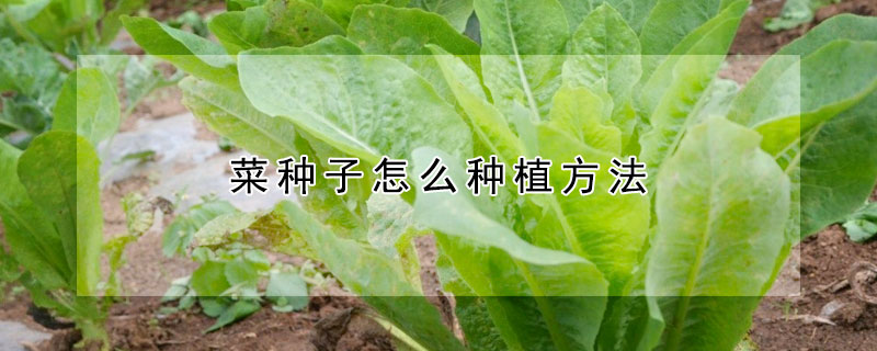 菜種子怎麼種植方法