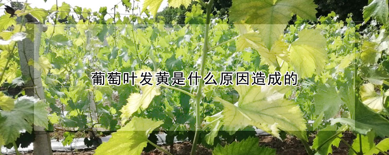 葡萄葉發黃是什麼原因造成的