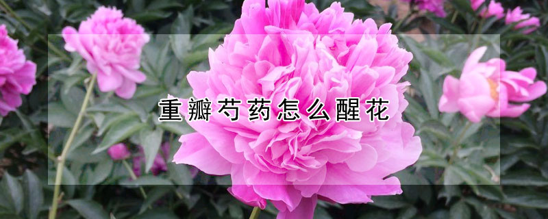 重瓣芍藥怎麼醒花