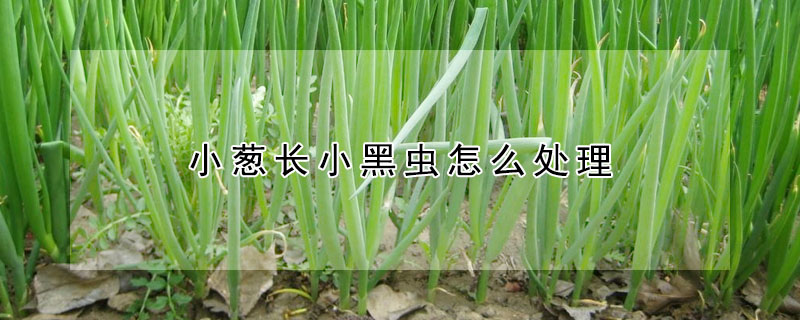 小蔥長小黑蟲怎麼處理