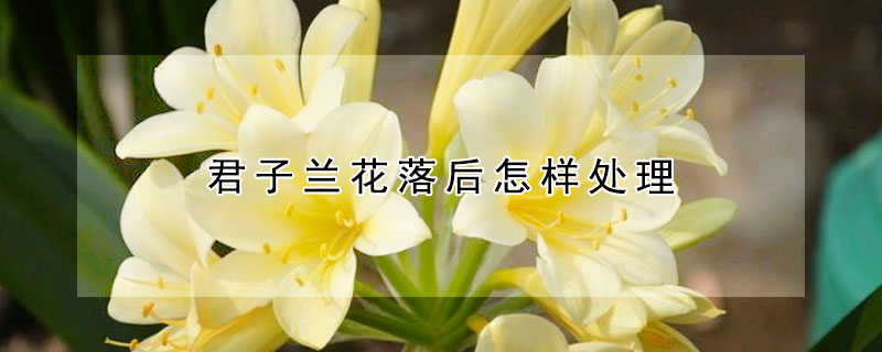 君子蘭花落後怎樣處理