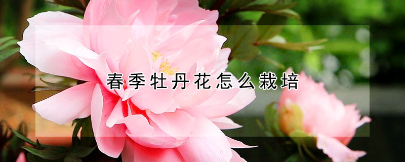 春季牡丹花怎麼栽培