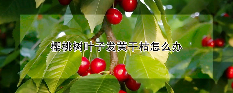 櫻桃樹葉子發黃幹枯怎麼辦