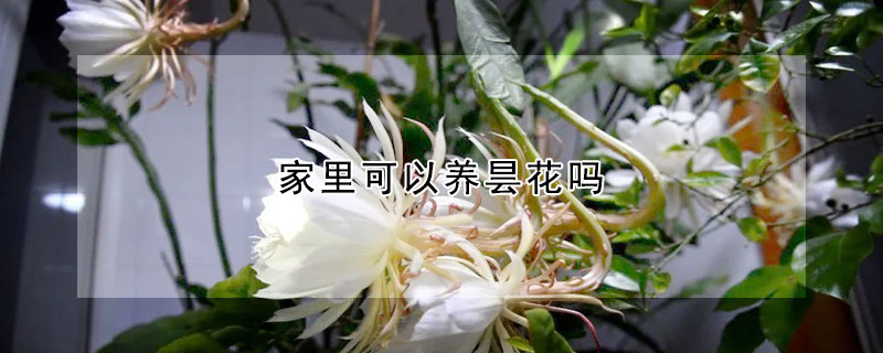 家裏可以養曇花嗎