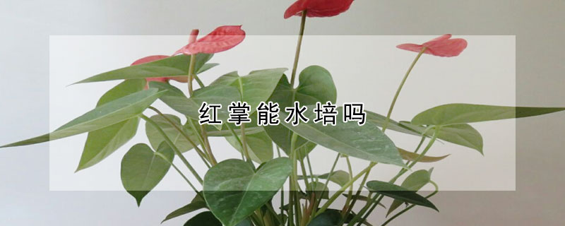 紅掌能水培嗎